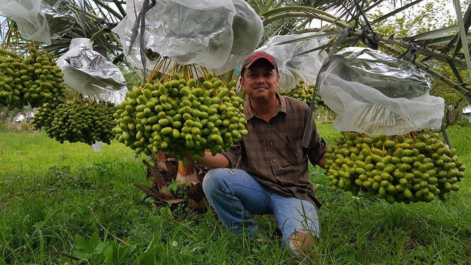 ผลสดอินทผาลัมพันธ์ุบาฮี ที่ไร่ 1000 พฤกษา