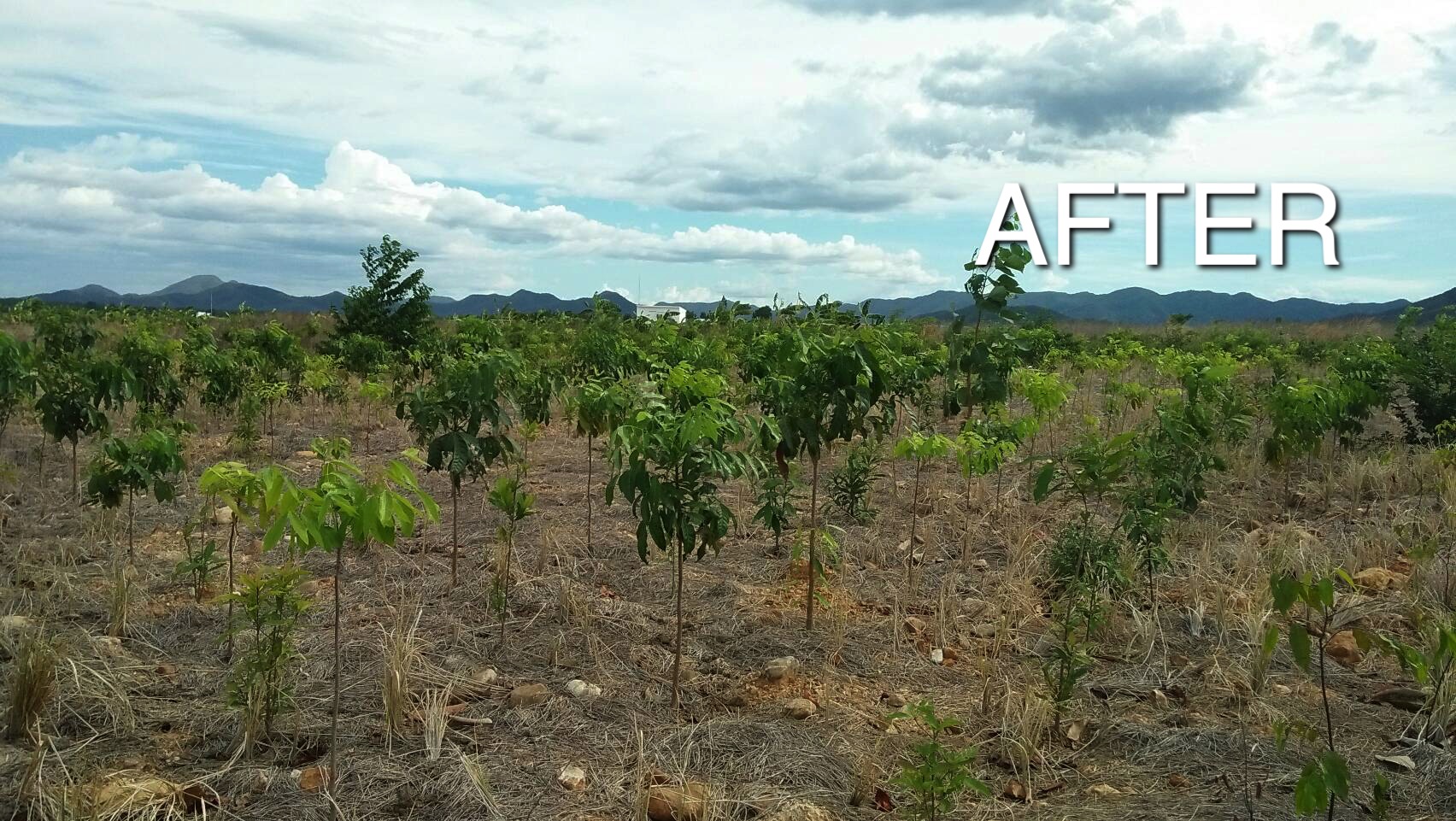 ไม้ป่า ณ.สวนสมดุลย์ (๒๕๖๒) | ปีต่อมา ไม้ป่า ณ.สวนสมดุลย์ (๒๕๖๒) | ปีต่อมา