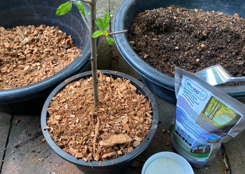 ใช้สารอุ้มน้ำ ช่วยดูแลต้นทับทิมอินเดีย ใช้สารอุ้มน้ำ ช่วยดูแลต้นทับทิมอินเดีย