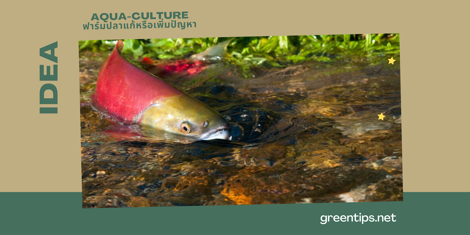 ฟาร์มปลา vs น้ำเสีย