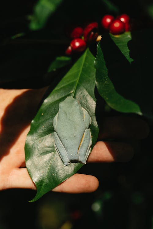 ประโยชน์ของ Shade Grown Coffee 
1.รสชาติคุณภาพ ของกาแฟดีขึ้น เมื่อเมล็ดกาแฟสุกช้าในที่ร่มทำให้น้ำตาลธรรมชาติเพิ่มขึ้นซึ่งส่งผลโดยตรงต่อรสชาติของกาแฟ 
2.สุขภาพที่ดีขึ้น กาแฟจะไม่มีการใช้สารเคมี ทำให้ผู้บริโภคดื่มกาแฟแบบออร์แกนิก ปลอดสารเคมี 
3.ช่วยรักษาป่าฝน ทำให้พืชพันธ์เติบโตได้ตามฤดูกาล 